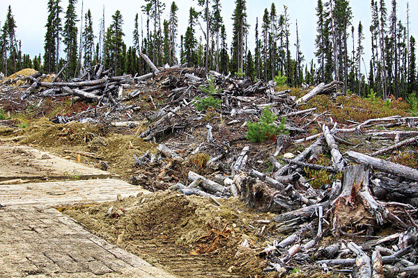 Kvist og kvast i skogen