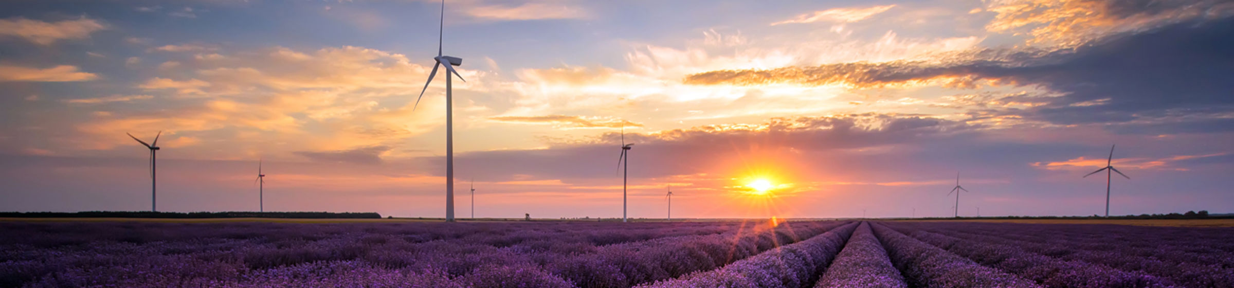 Eng med lavendel og vindturbin